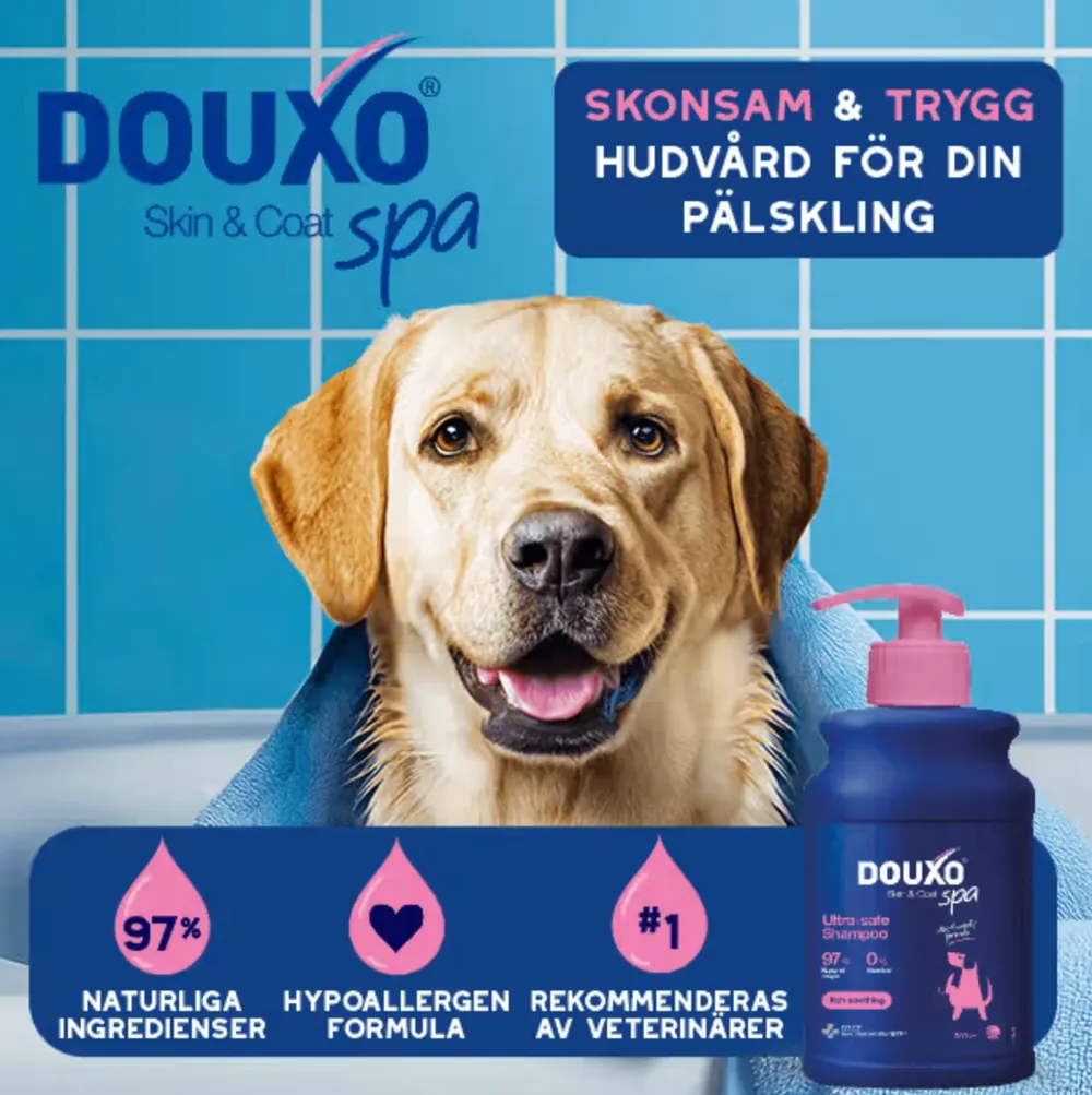 Hund inlindad i en handduk bredvid Douxo Skin & Coat Spa-schampo